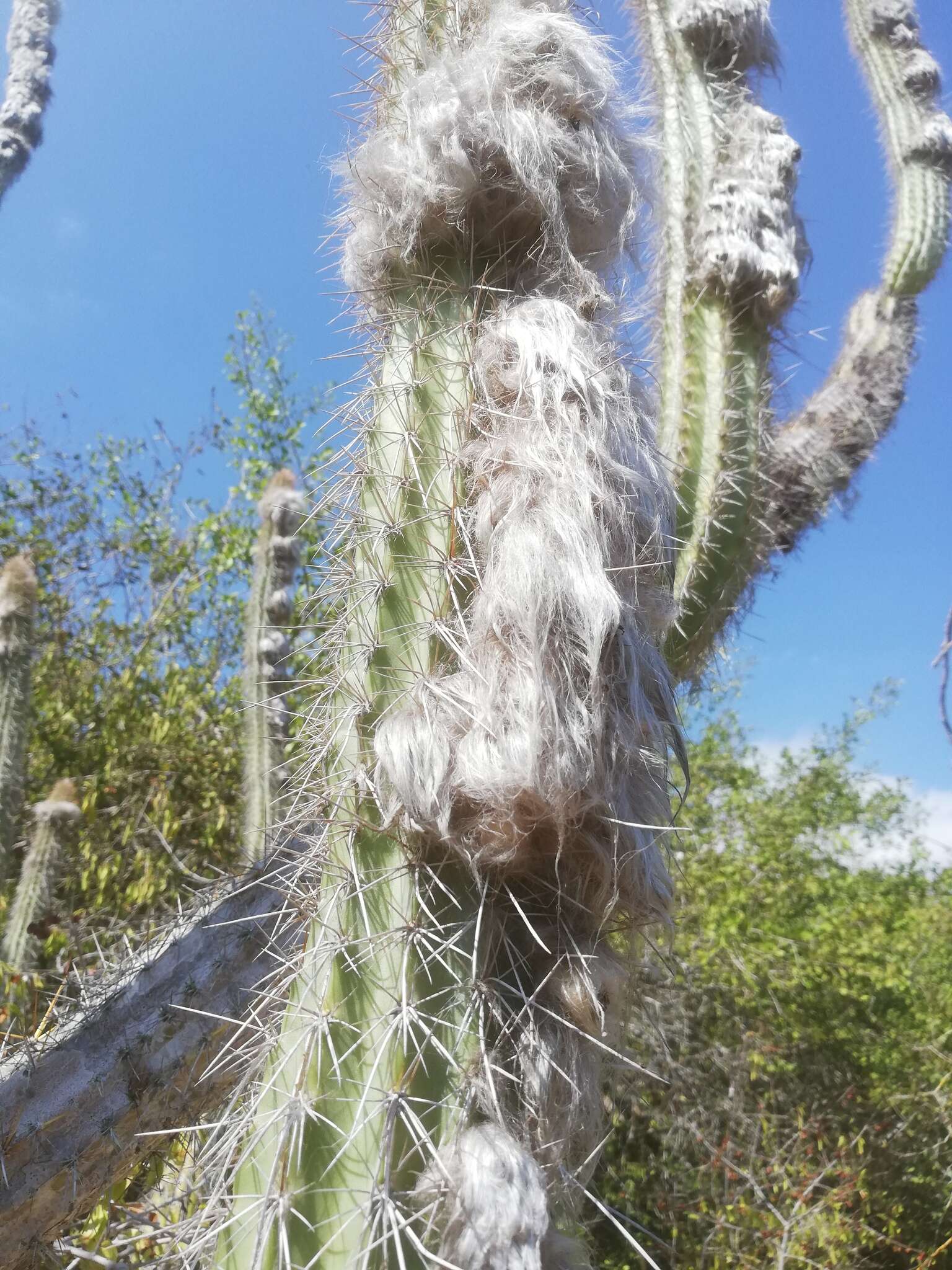 Image of Pilosocereus leucocephalus (Poselg.) Byles & G. D. Rowley