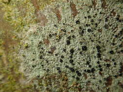 Image of lecidella lichen