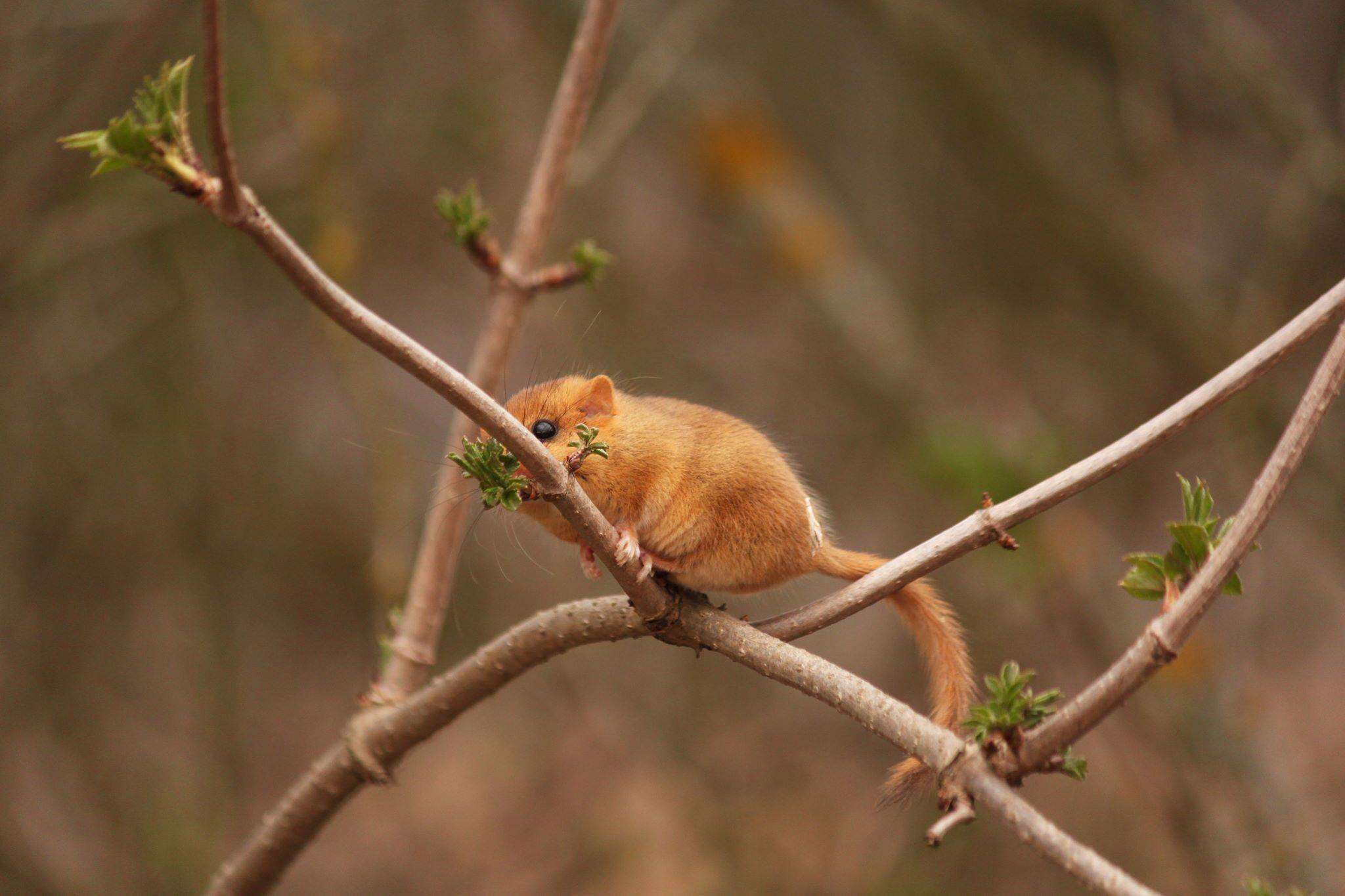 Image of hazel dormouse