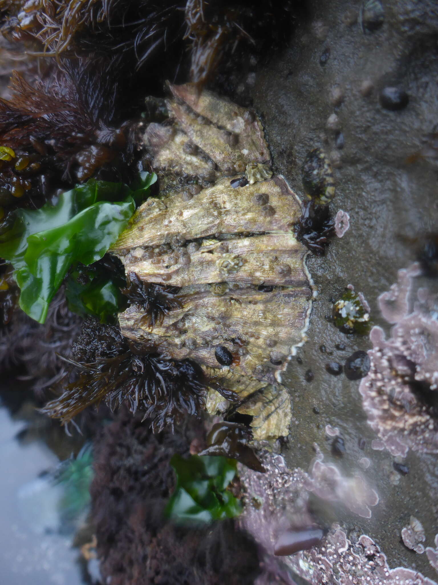 Image of Giant Acorn Barnacle