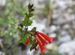 Image of Russelia obtusata Blake