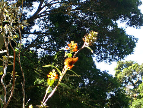 Imagem de Elleanthus aurantiacus (Lindl.) Rchb. fil.