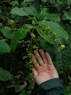 Image of Banara guianensis Aubl.