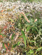 Image of Redshank