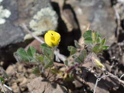 Image of Tifton burclover