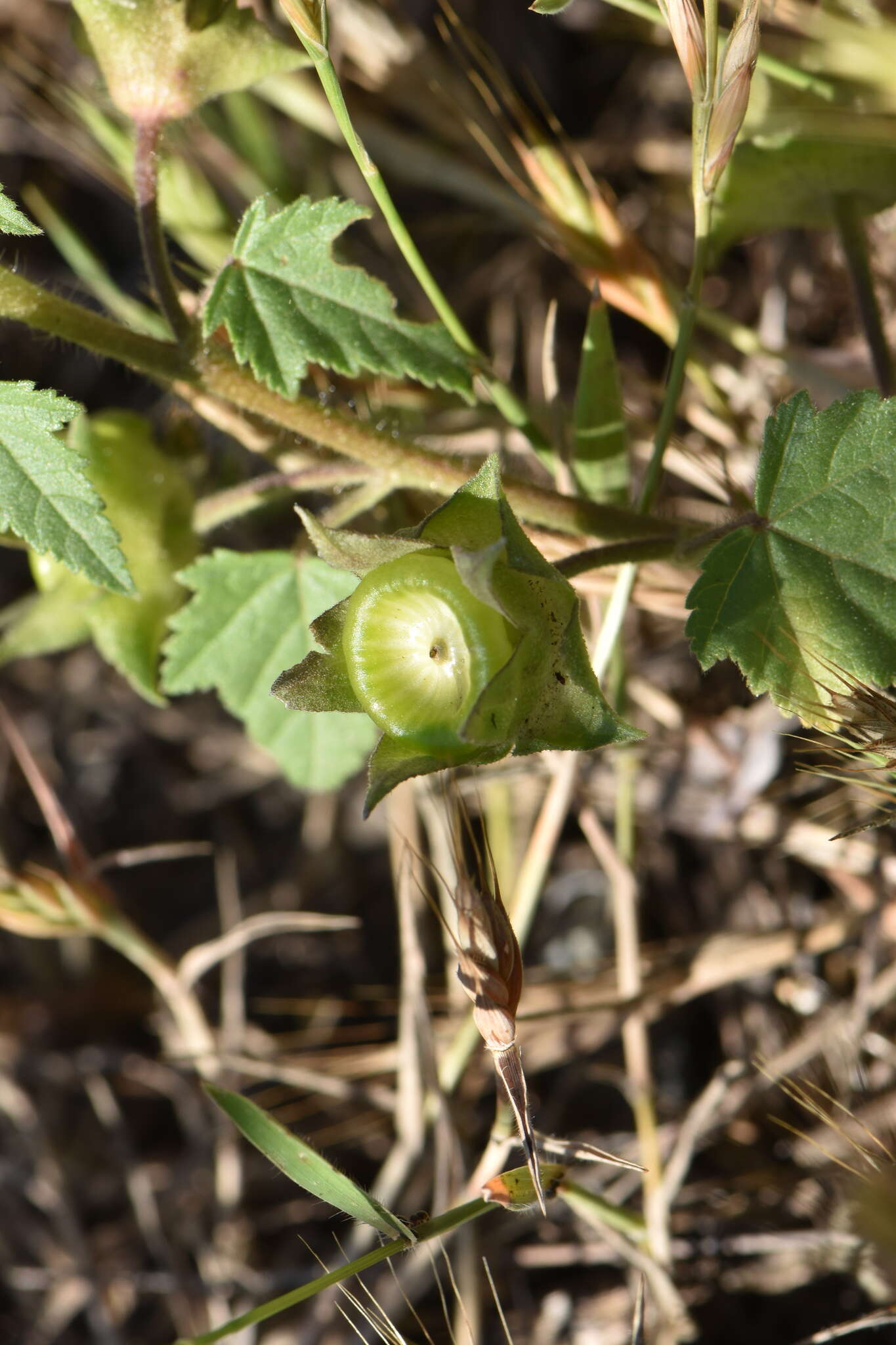 Image of annual mallow