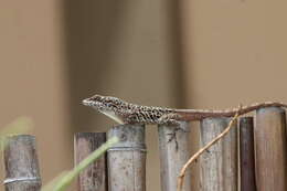 Anolis bonairensis Ruthven 1923 resmi