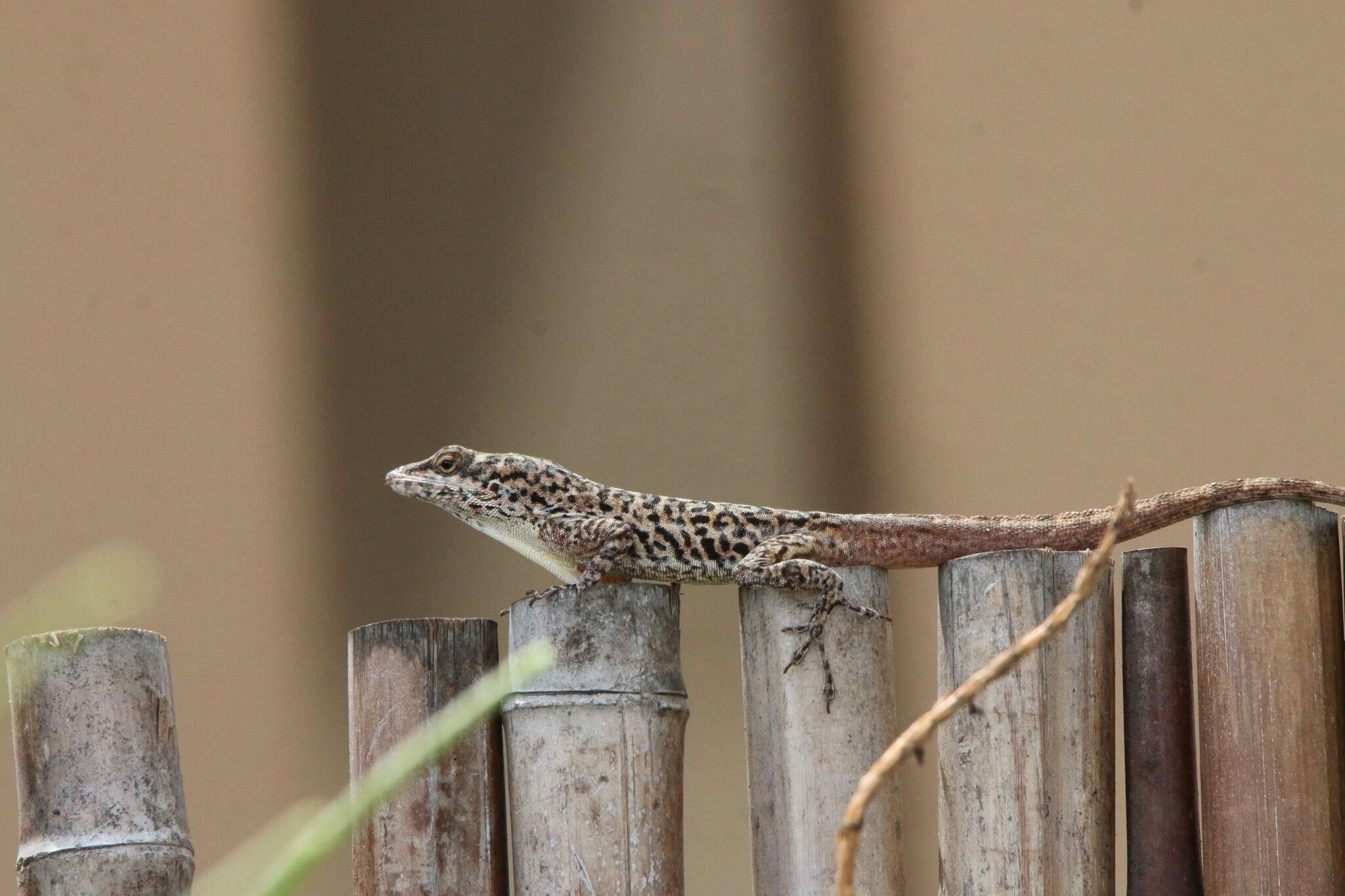 Anolis bonairensis Ruthven 1923 resmi