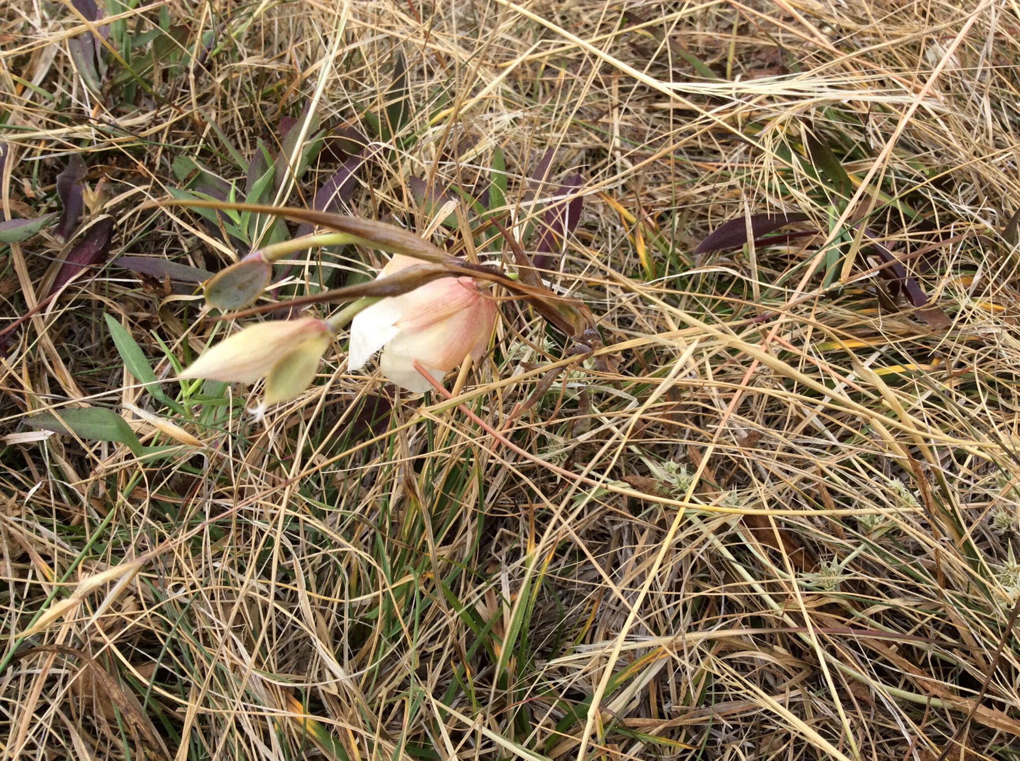 Image of White fairy-lantern