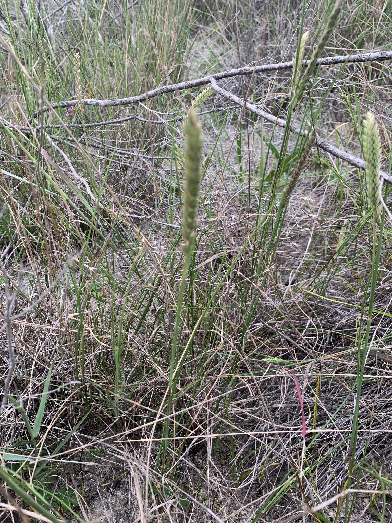 Слика од Tribolium uniolae (L. fil.) Renvoize