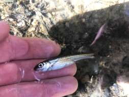 Image of Coastal Shiner