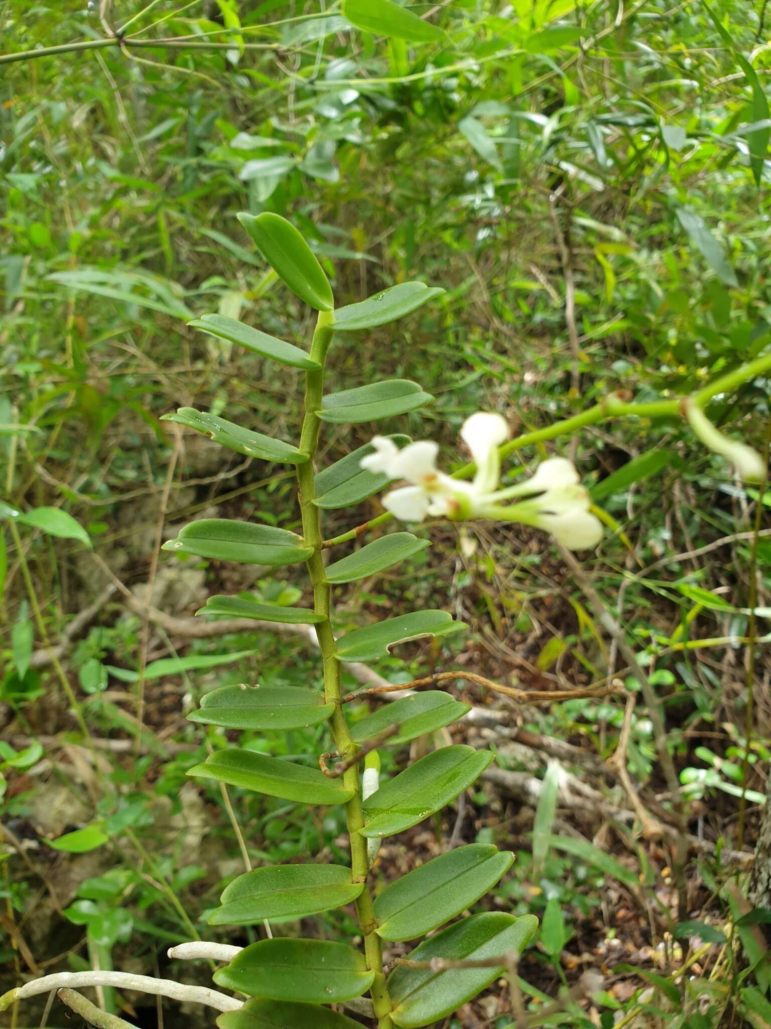 Imagem de Neobathiea spatulata H. Perrier