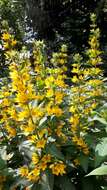 Слика од Lysimachia punctata L.