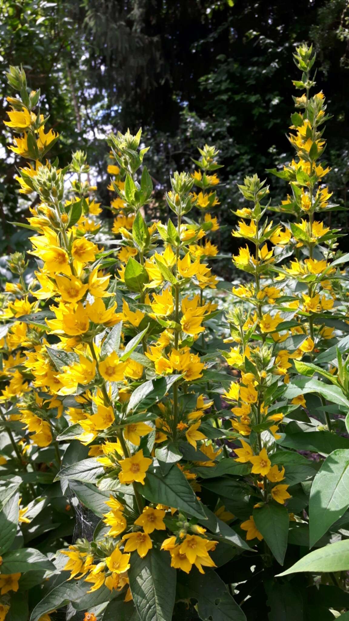 Слика од Lysimachia punctata L.