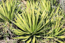 Image of Agave kerchovei Lem.