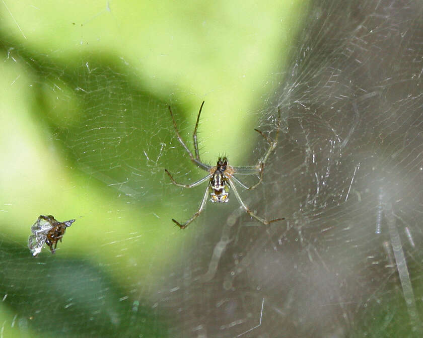 Image of Basilica Orbweaver