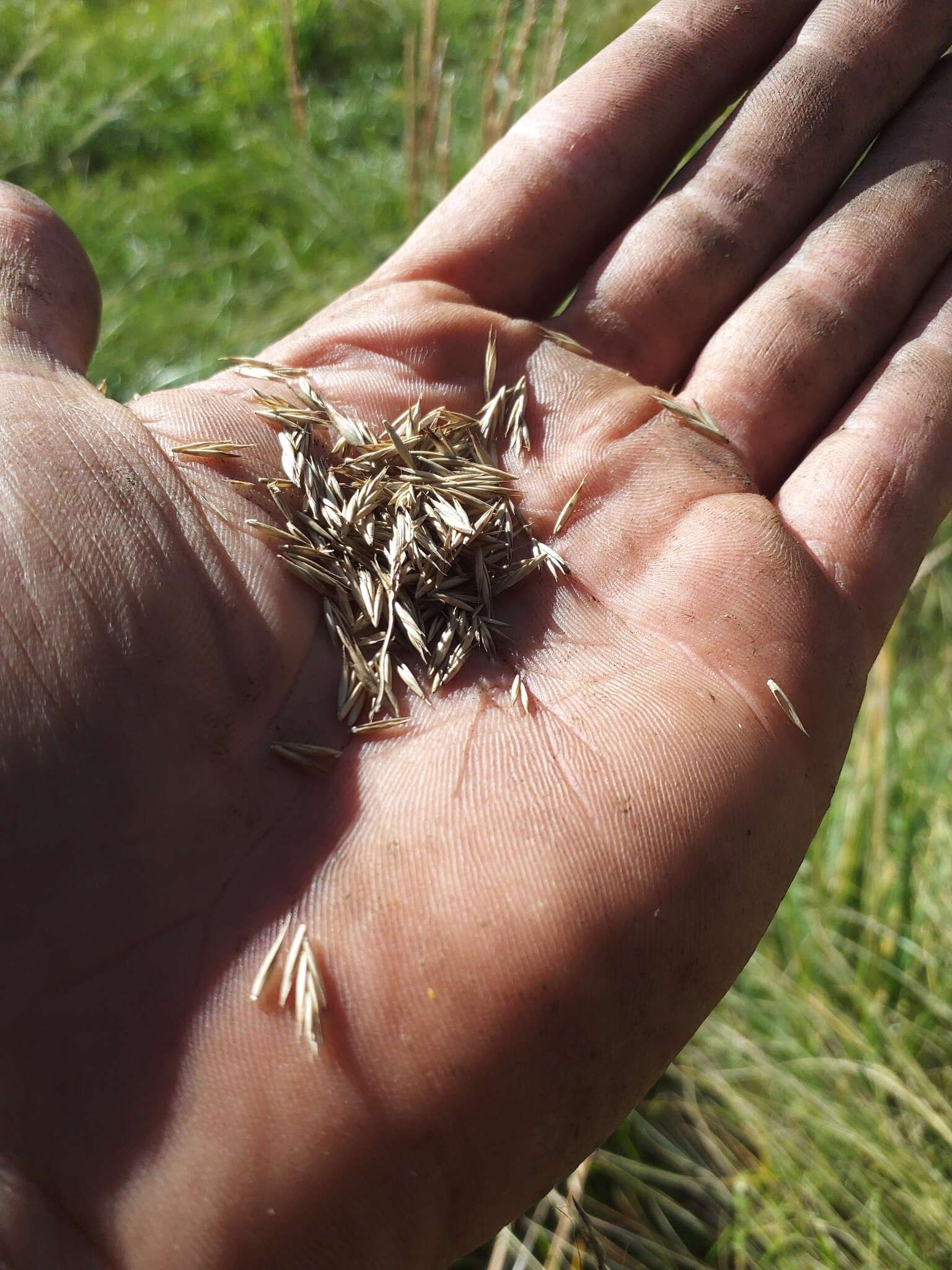 Festuca arizonica Vasey resmi