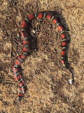 Image of Lampropeltis polyzona Cope 1860