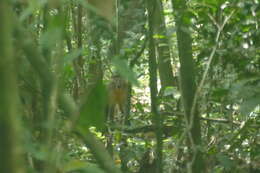 Image of Golden-bellied Mangabey