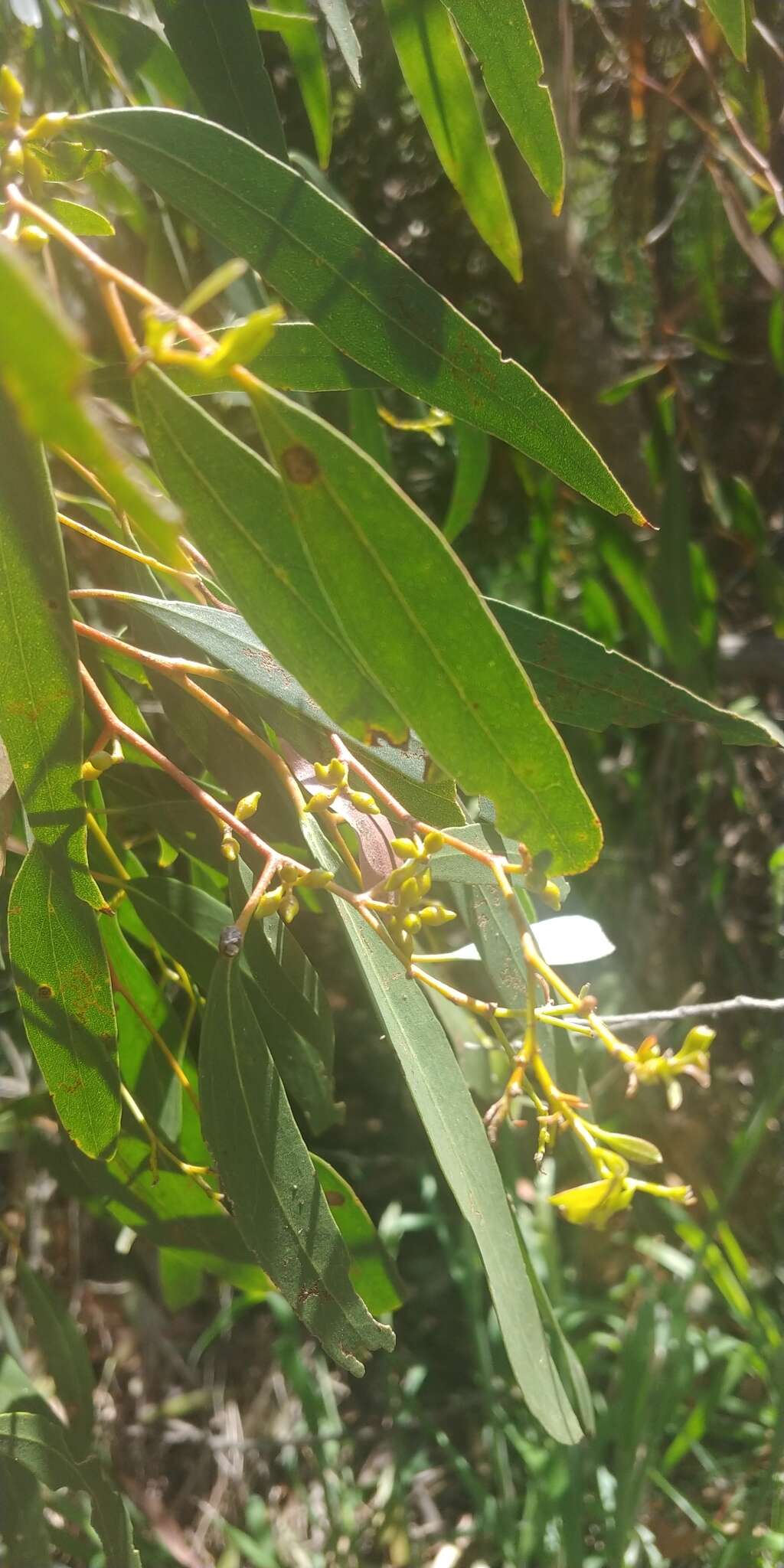 Image of Eucalyptus aggregata Deane & Maiden