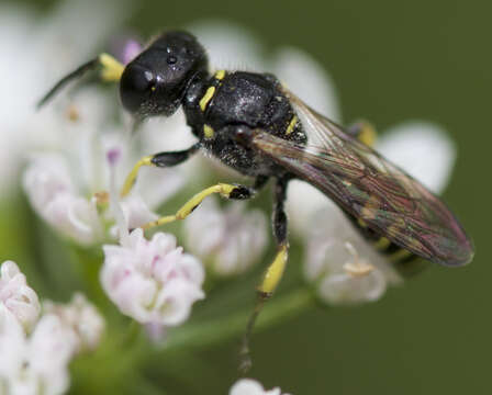 Image de Ectemnius lapidarius (Panzer 1803)