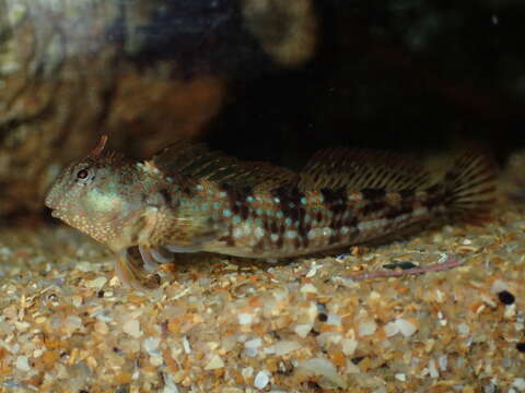 Image de Coryphoblennius