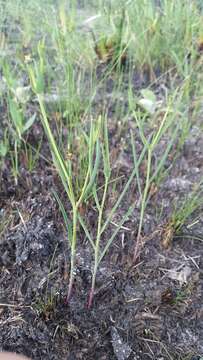 Image of Garrett's Florida pineland spurge