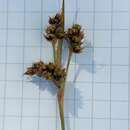 Image of Luzula campestris subsp. campestris