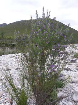 Psoralea ivumba的圖片