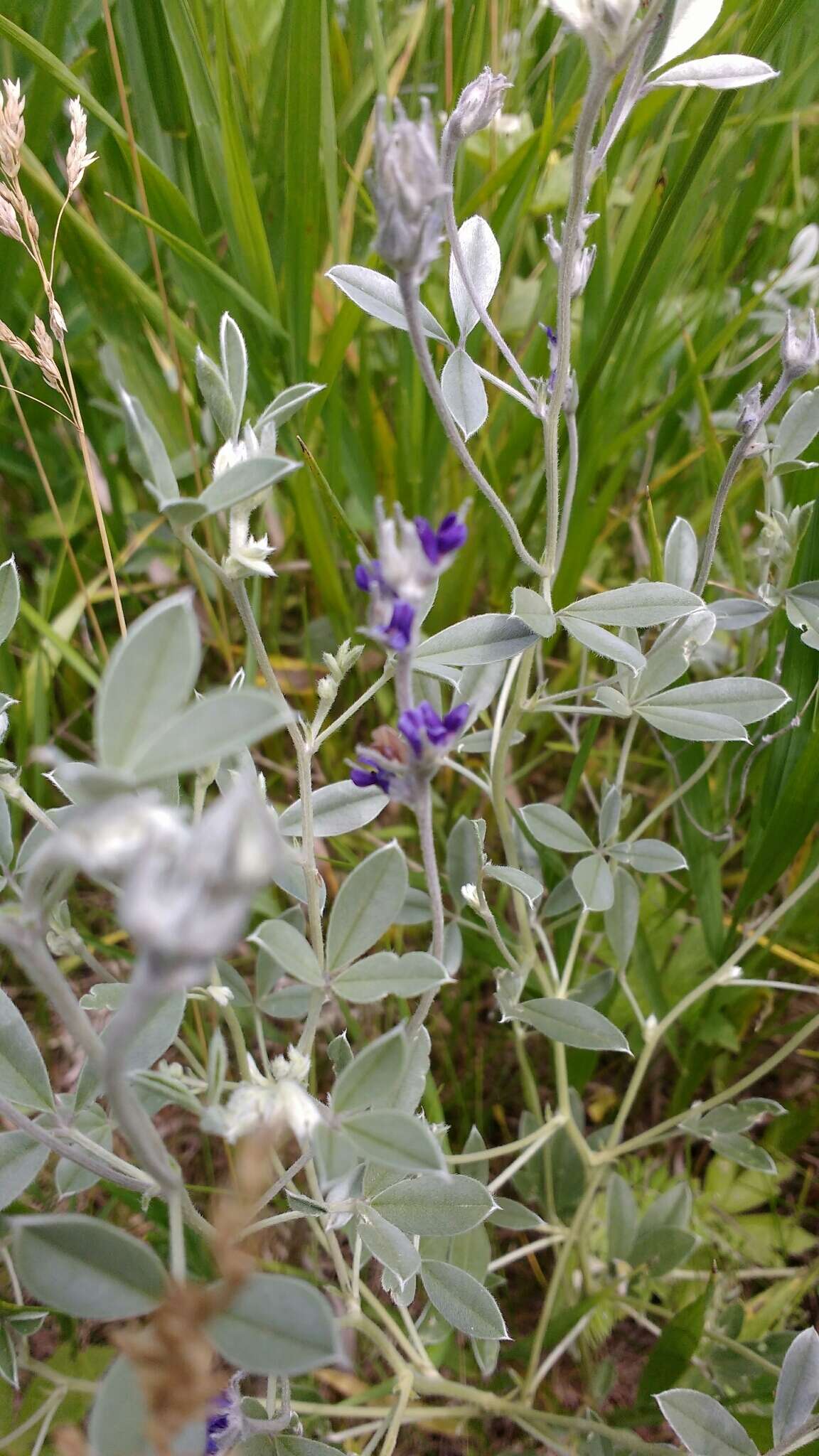 Plancia ëd Psoralea argophylla Pursh