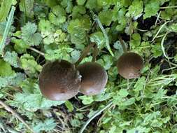 Image of Psathyrella microrhiza (Lasch) Konrad & Maubl. 1949