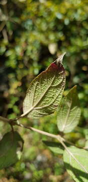 Image of Brickellia pendula (Schrad.) A. Gray