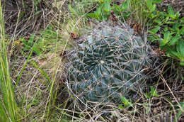 Image of Echinopsis chrysochete Werderm.