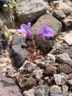 Phacelia pulchella var. gooddingii (Brand) J. T. Howell resmi