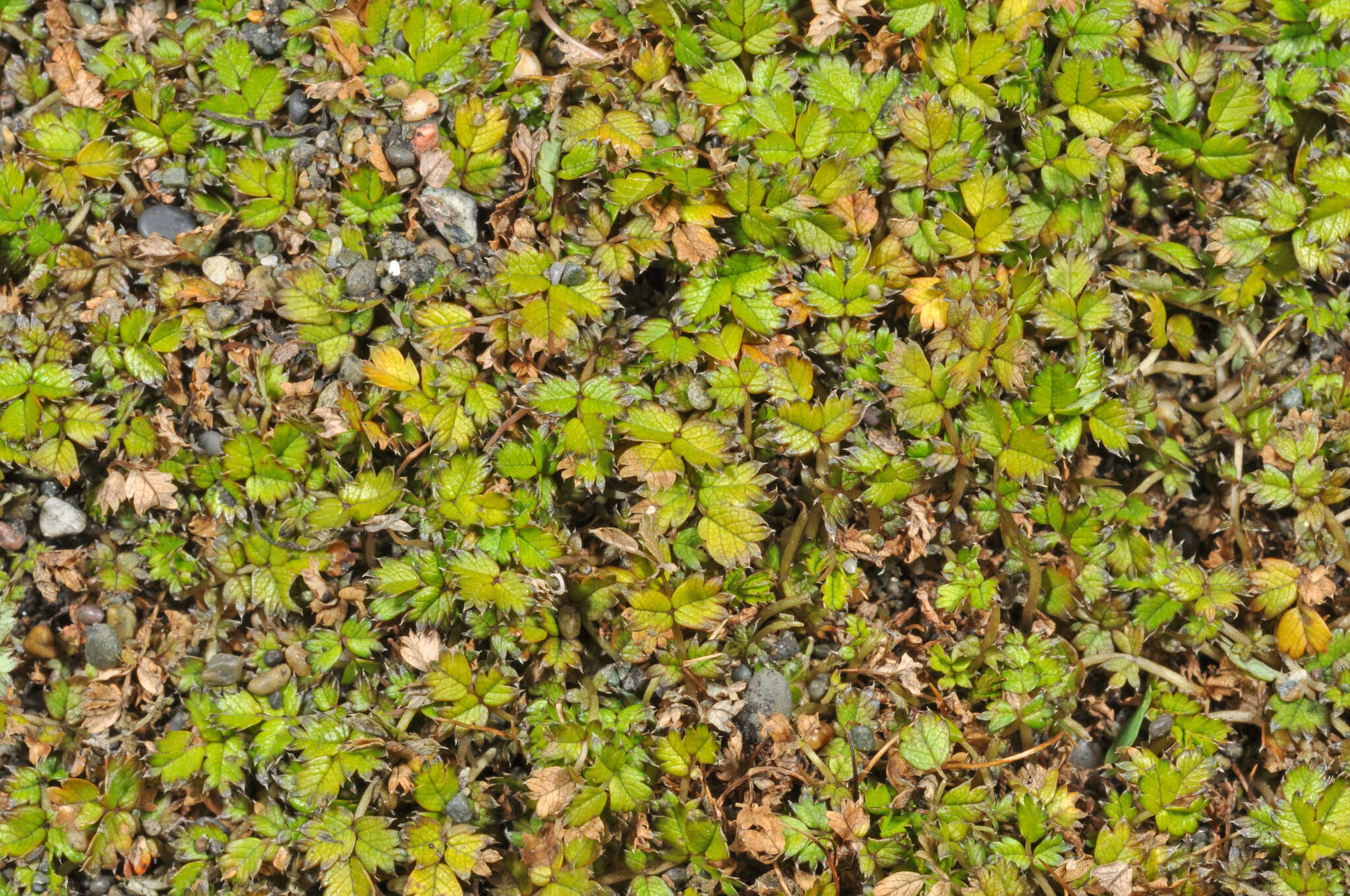 Image of Acaena microphylla subsp. obscurascens Bitter