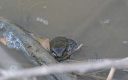 Image of Lithobates brownorum (Sanders 1973)