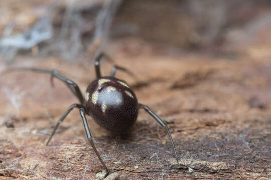 Image of False black widow