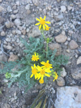 Image of Fendler's ragwort