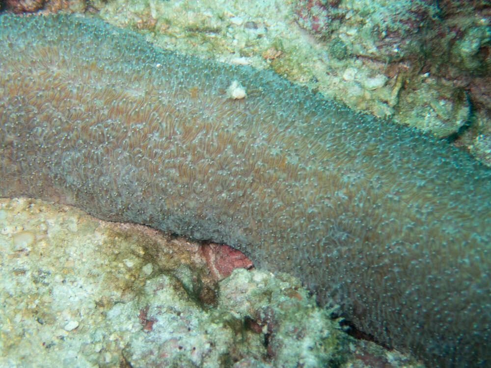 Image of Feather Coral