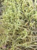 Image of Douglas' neckera moss