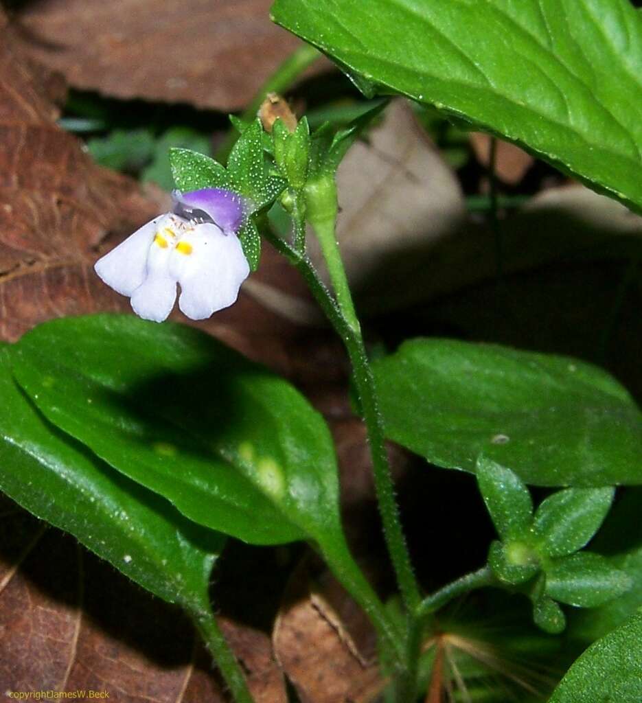 Image of Japanese mazus