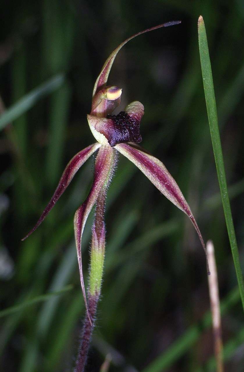 Image of Plain-lip spider orchid