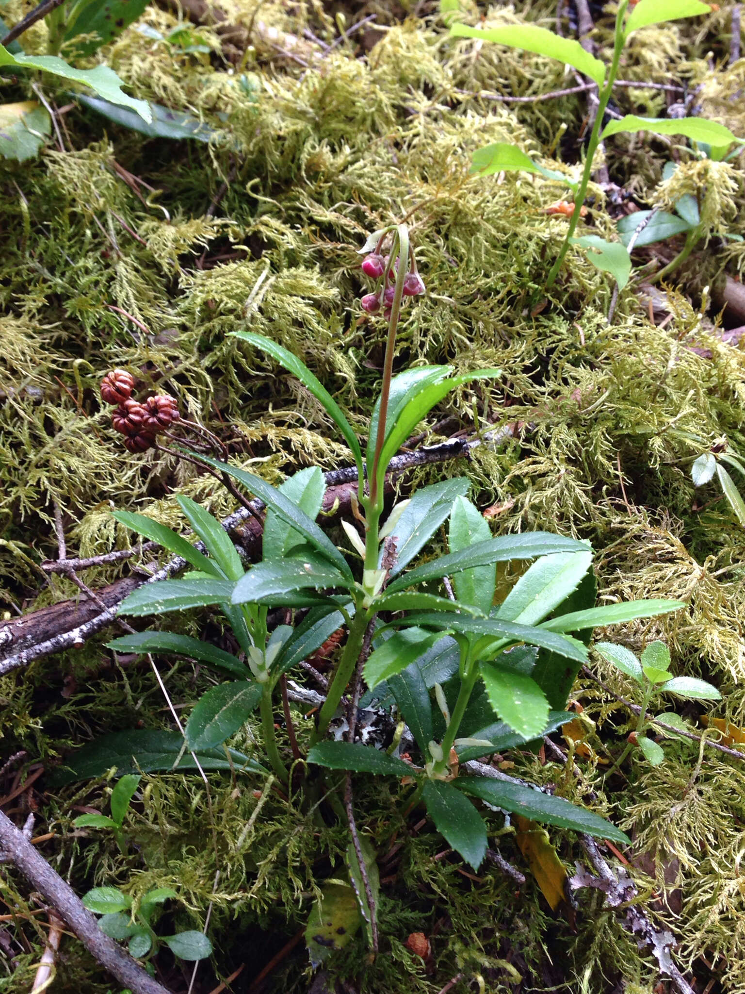 Image of pipsissewa