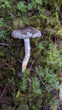 Image of Hygrophorus inocybiformis A. H. Sm. 1944