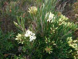 Image of Lomatia polymorpha R. Br.