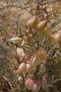 Image of halfmoon milkvetch