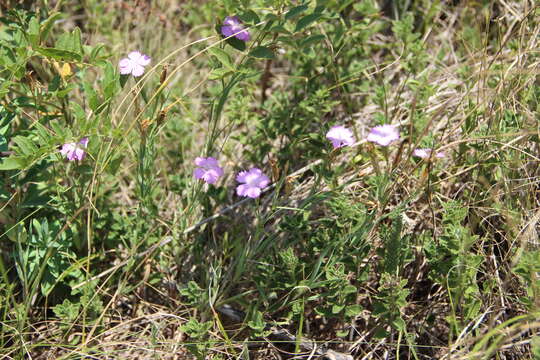 Image of Dianthus caucaseus Sims