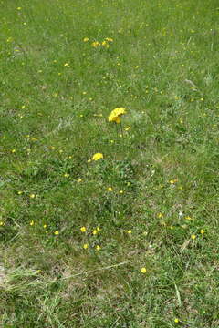 Image of Pilosella cymosa (L.) Sch. Bip., F. W. Schultz & Sch. Bip.