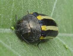 Image of Acmaeodera grata Fåhraeus ex Boheman 1851