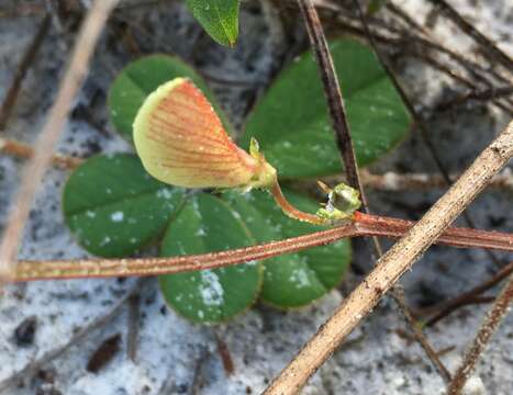 Image of scurf hoarypea